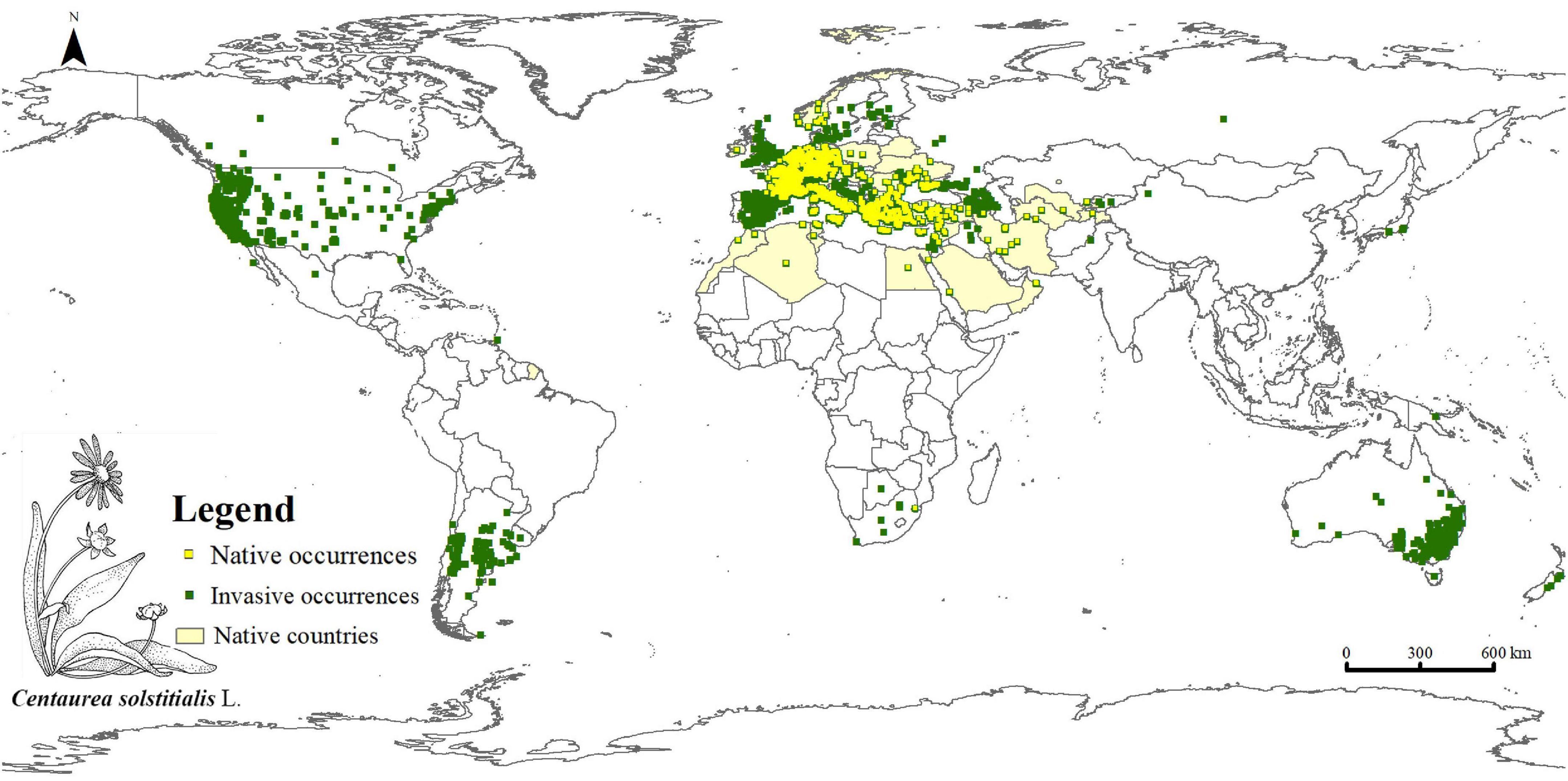 Estimation of climate-induced increased risk of Centaurea solstitialis L. invasion in China: An integrated study based on biomod2